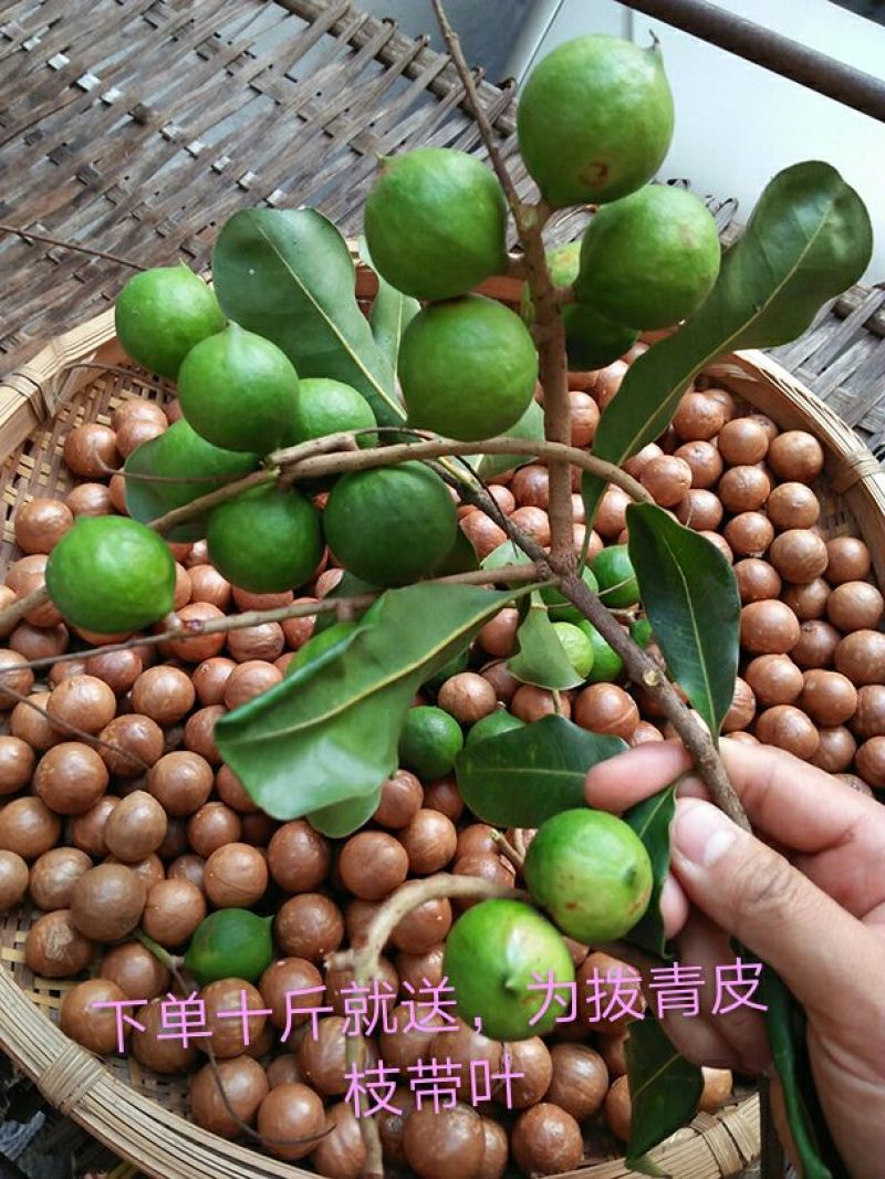 夏威夷果量大优惠夏威夷果