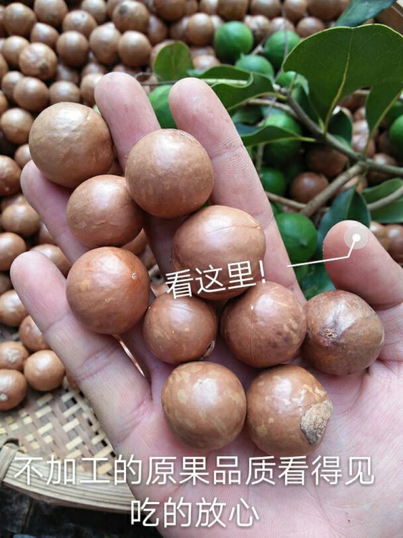 夏威夷果量大优惠夏威夷果