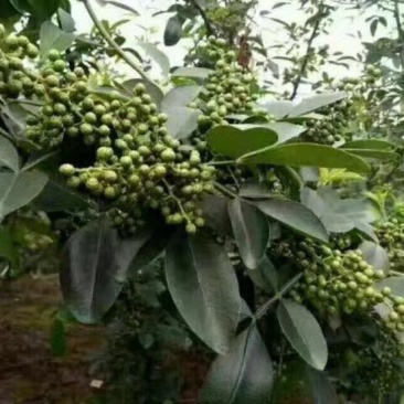 花椒苗