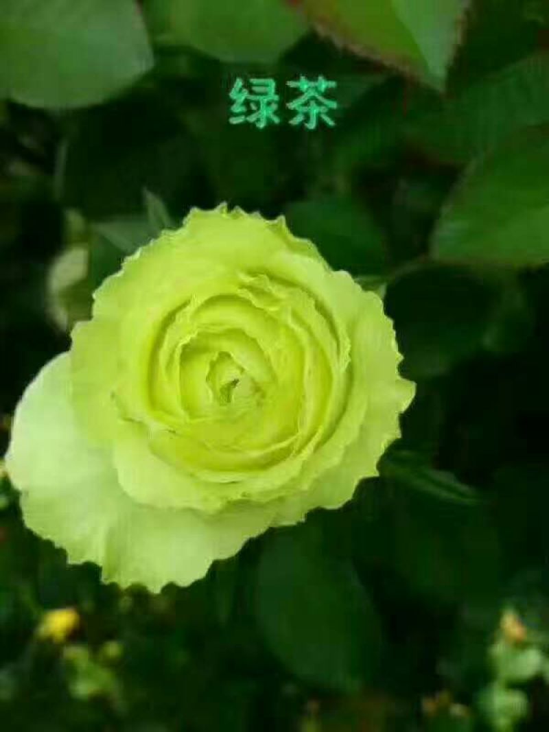 月季苗10~20cm