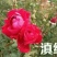 月季苗10~20cm