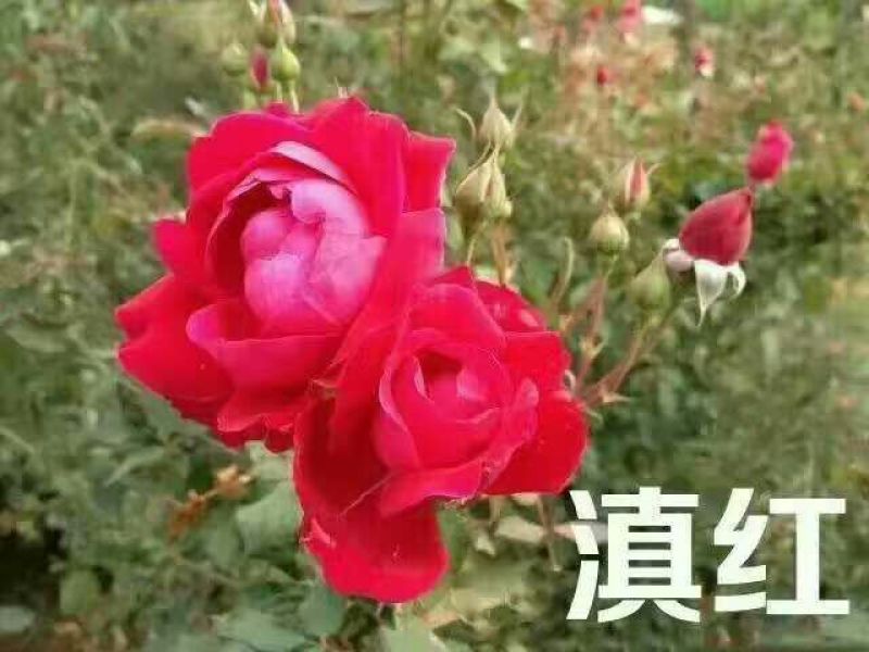 月季苗10~20cm