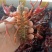小龙虾小龙虾主养食用活虾2~4钱