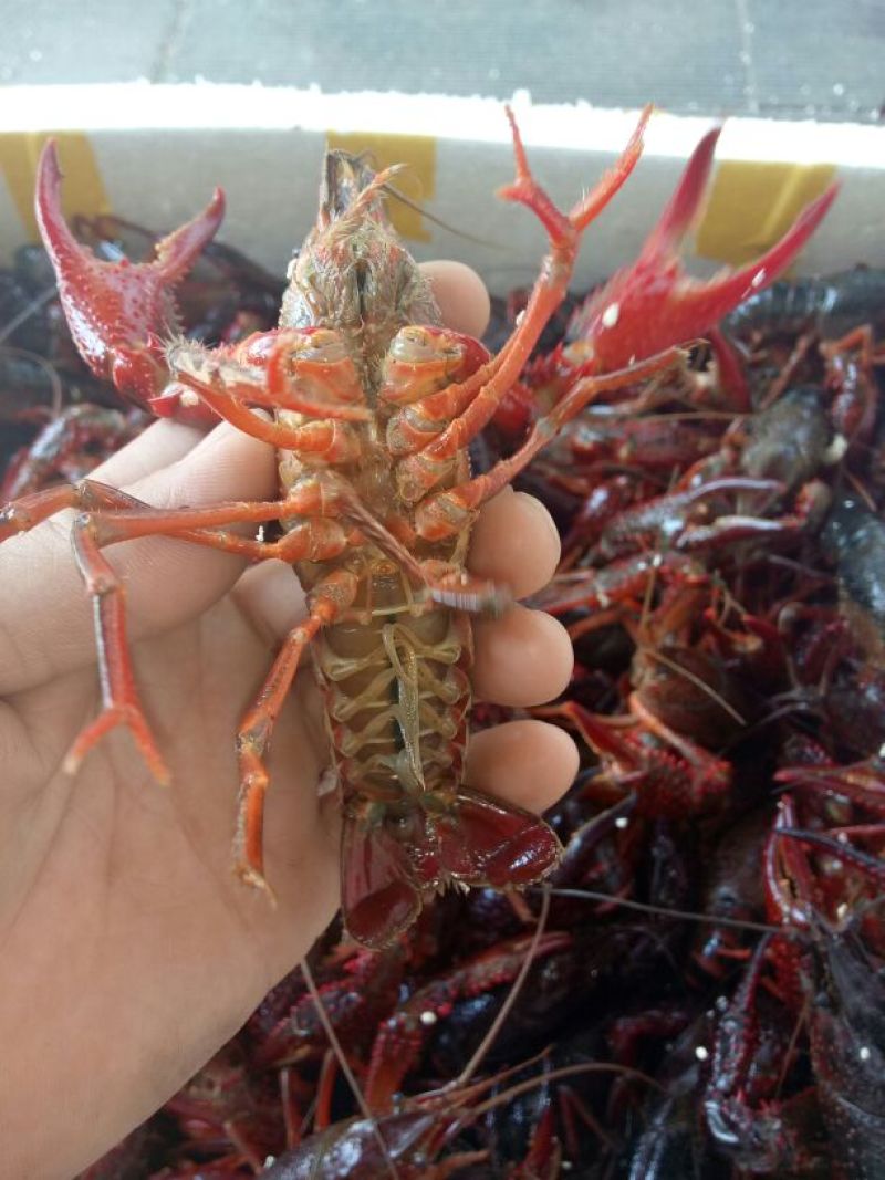 小龙虾小龙虾主养食用活虾2~4钱