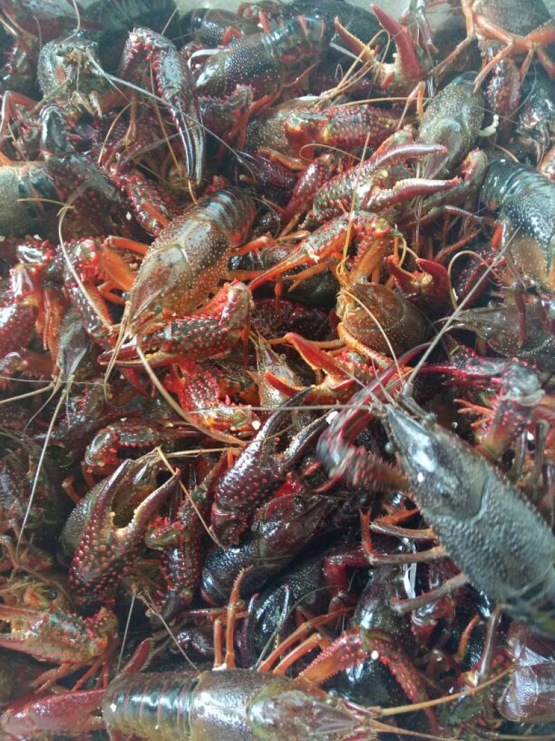 小龙虾小龙虾主养食用活虾2~4钱