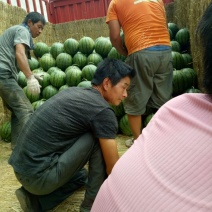 京欣西瓜10斤打底9成熟1茬