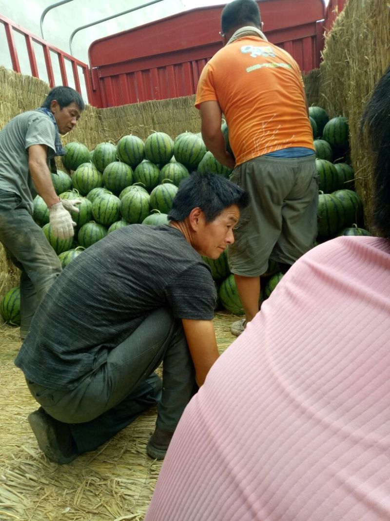 京欣西瓜10斤打底9成熟1茬