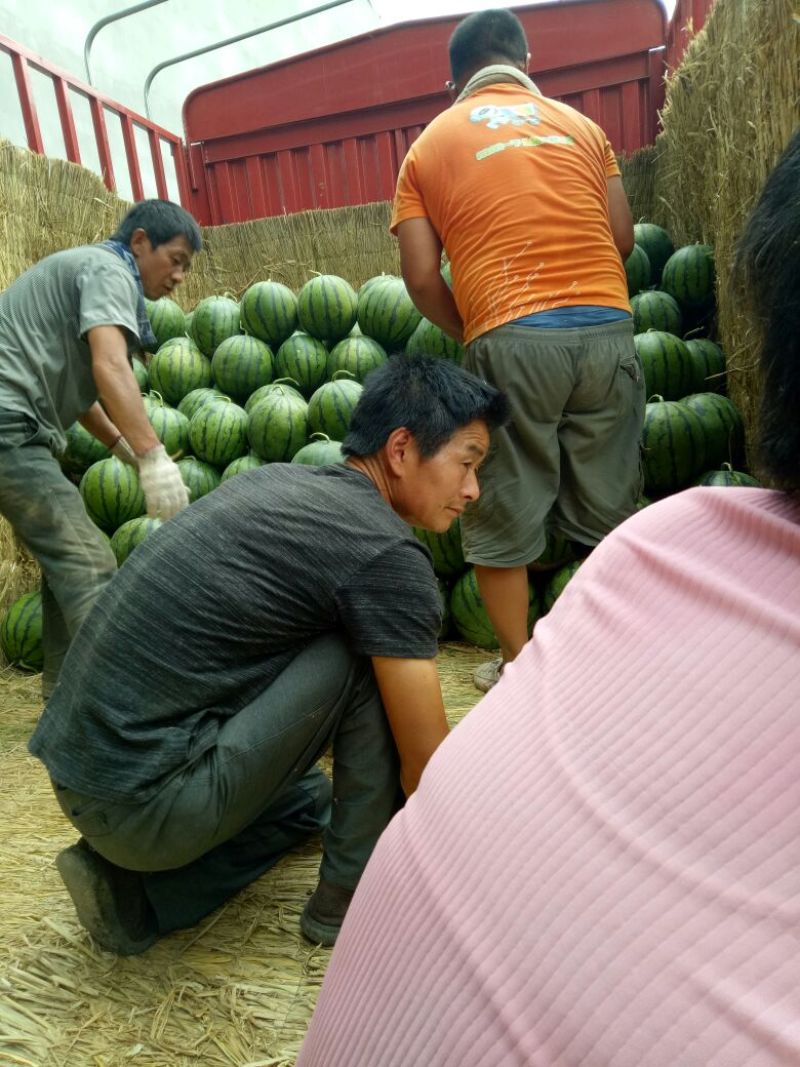 京欣西瓜10斤打底9成熟1茬