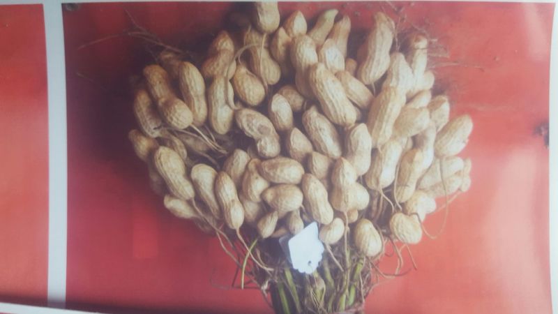 带壳花生干货带壳