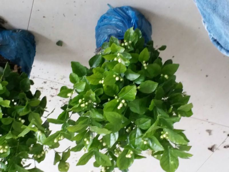 精品茉莉花不含盆一手货源基地直发质量保障可视频看货