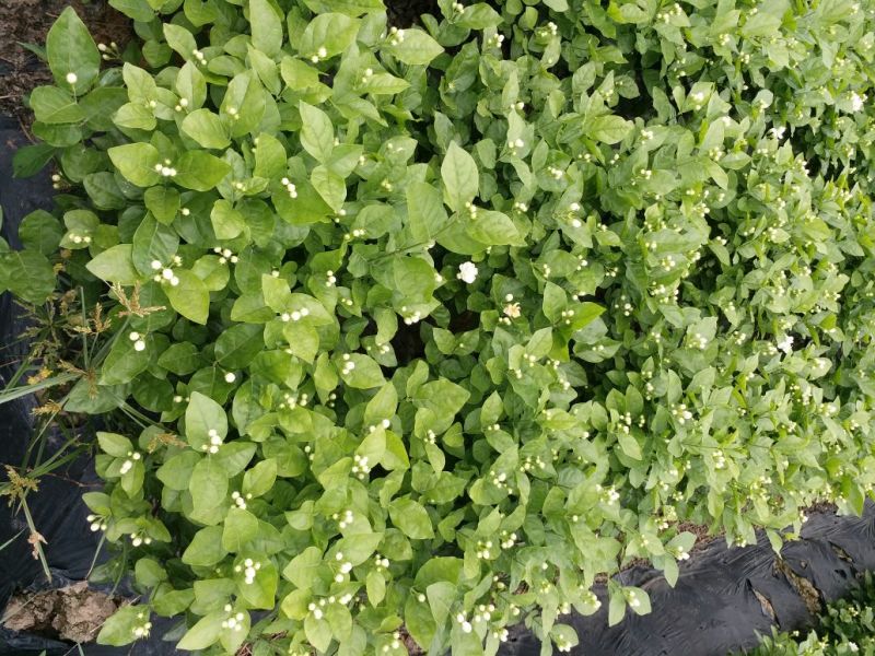 精品茉莉花不含盆一手货源基地直发质量保障可视频看货