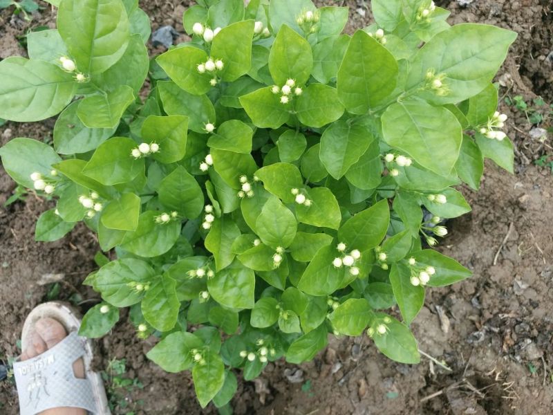 精品茉莉花不含盆一手货源基地直发质量保障可视频看货