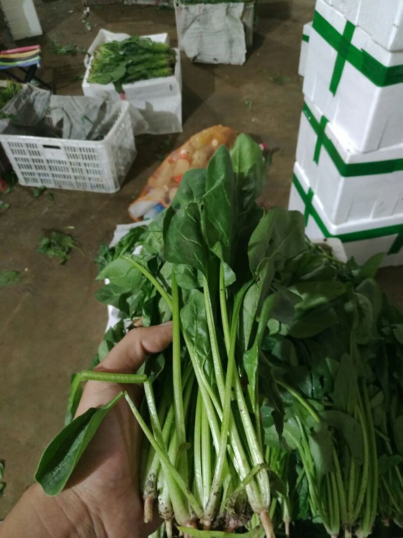 菠菜20~25厘米