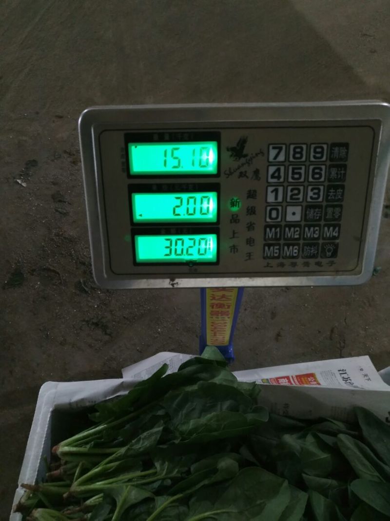 菠菜20~25厘米