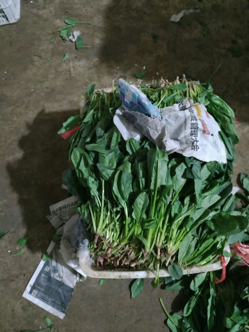 菠菜20~25厘米