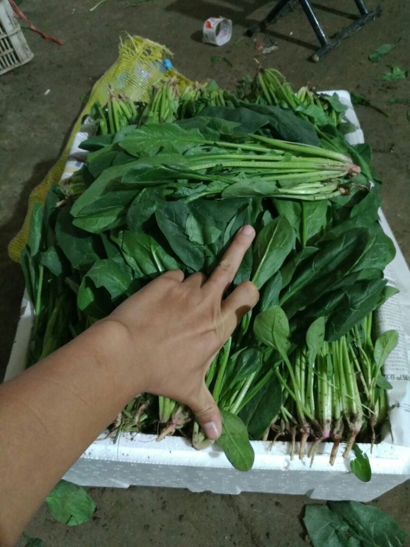 菠菜20~25厘米