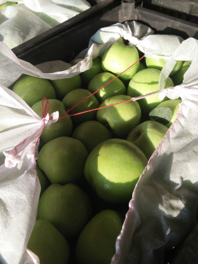 藤牧1号苹果光果