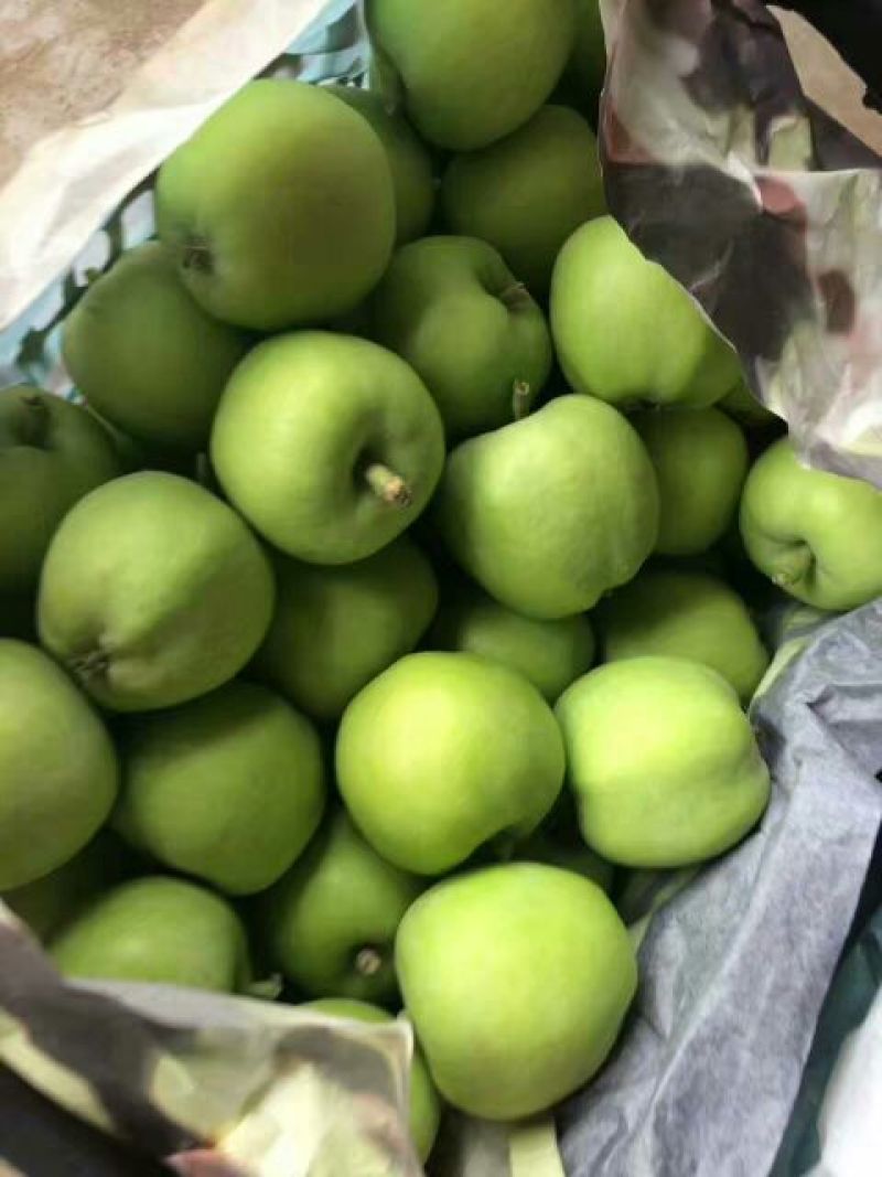 藤牧1号苹果光果