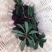 荸荠种2~2.5cm