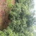 荸荠种2~2.5cm