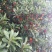 荸荠种2~2.5cm