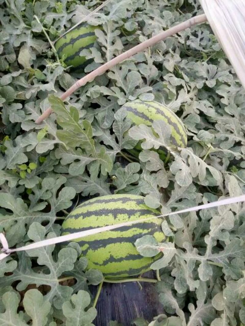 西瓜8斤打底9成熟1茬