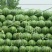 西瓜8斤打底9成熟1茬