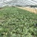 西瓜8斤打底9成熟1茬