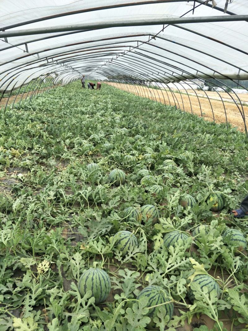 西瓜8斤打底9成熟1茬