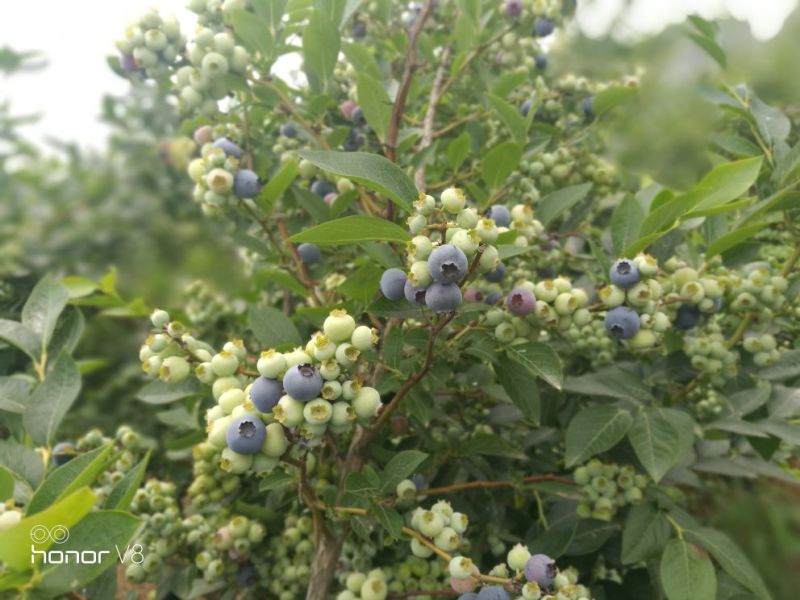蓝莓鲜果12~14mm以上