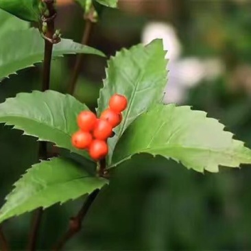 草珊瑚
