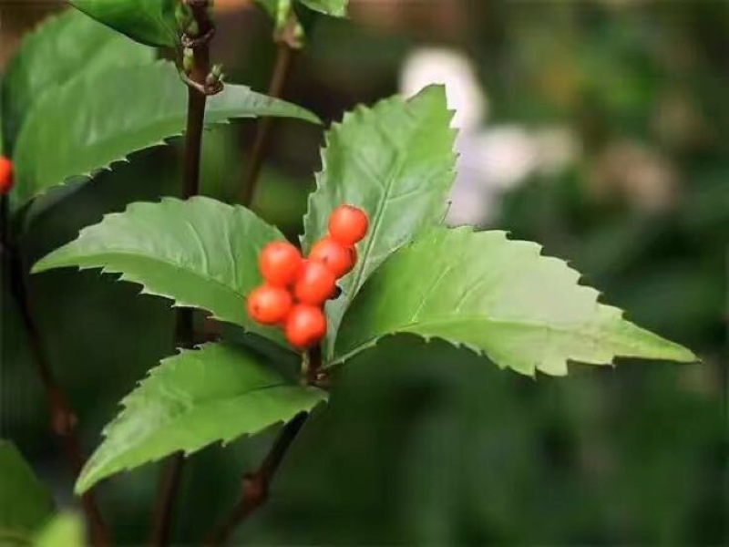 草珊瑚