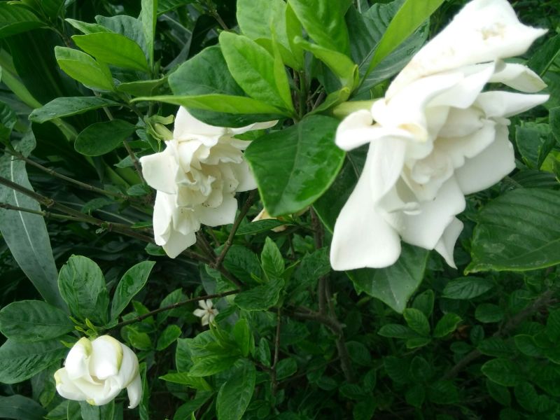 大叶栀子栀子花苗