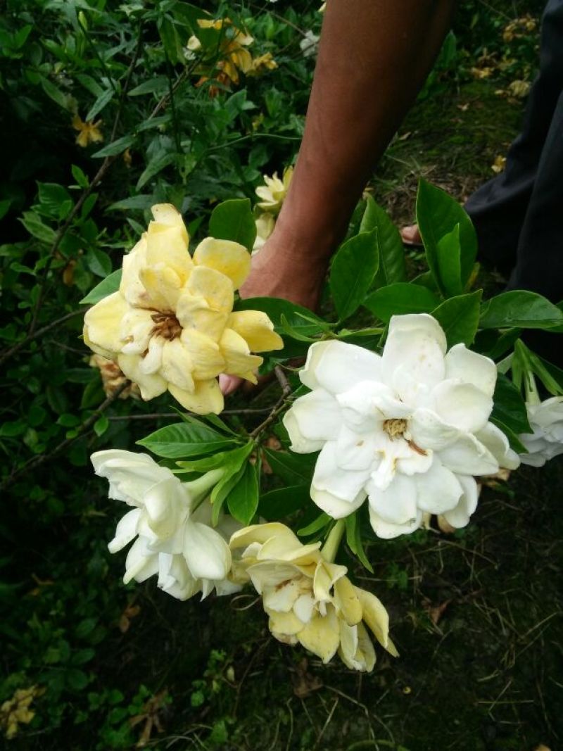 大叶栀子栀子花苗