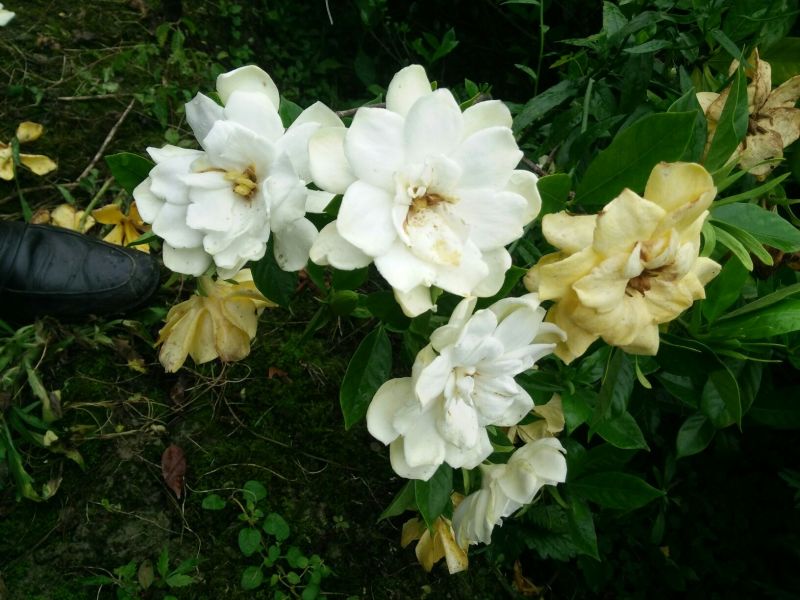 大叶栀子栀子花苗