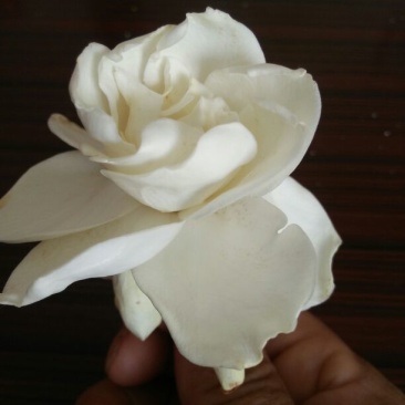 大叶栀子栀子花苗