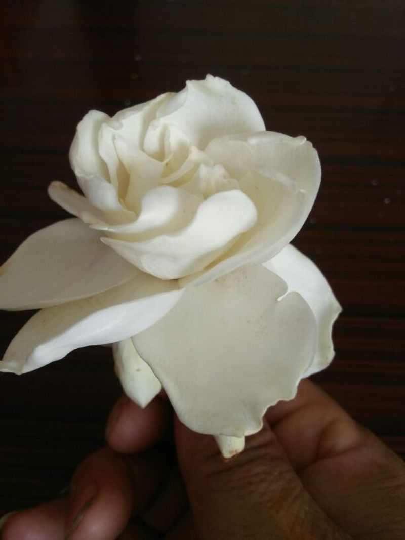 大叶栀子栀子花苗