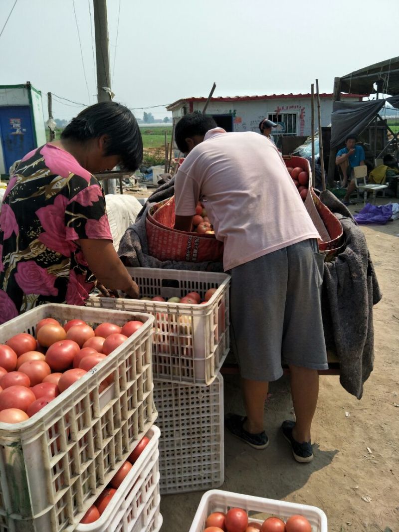 西红柿硬粉弧二以上产地直供货源充足欢迎咨询