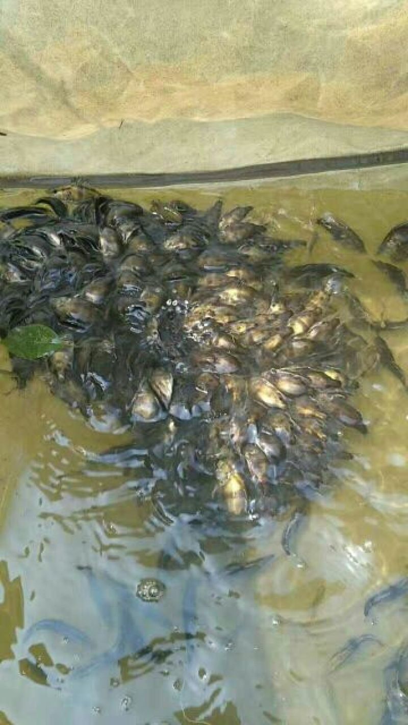 鳜鱼10~20cm鱼苗活鱼