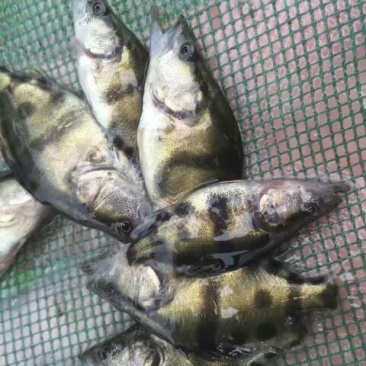 鳜鱼10~20cm鱼苗活鱼