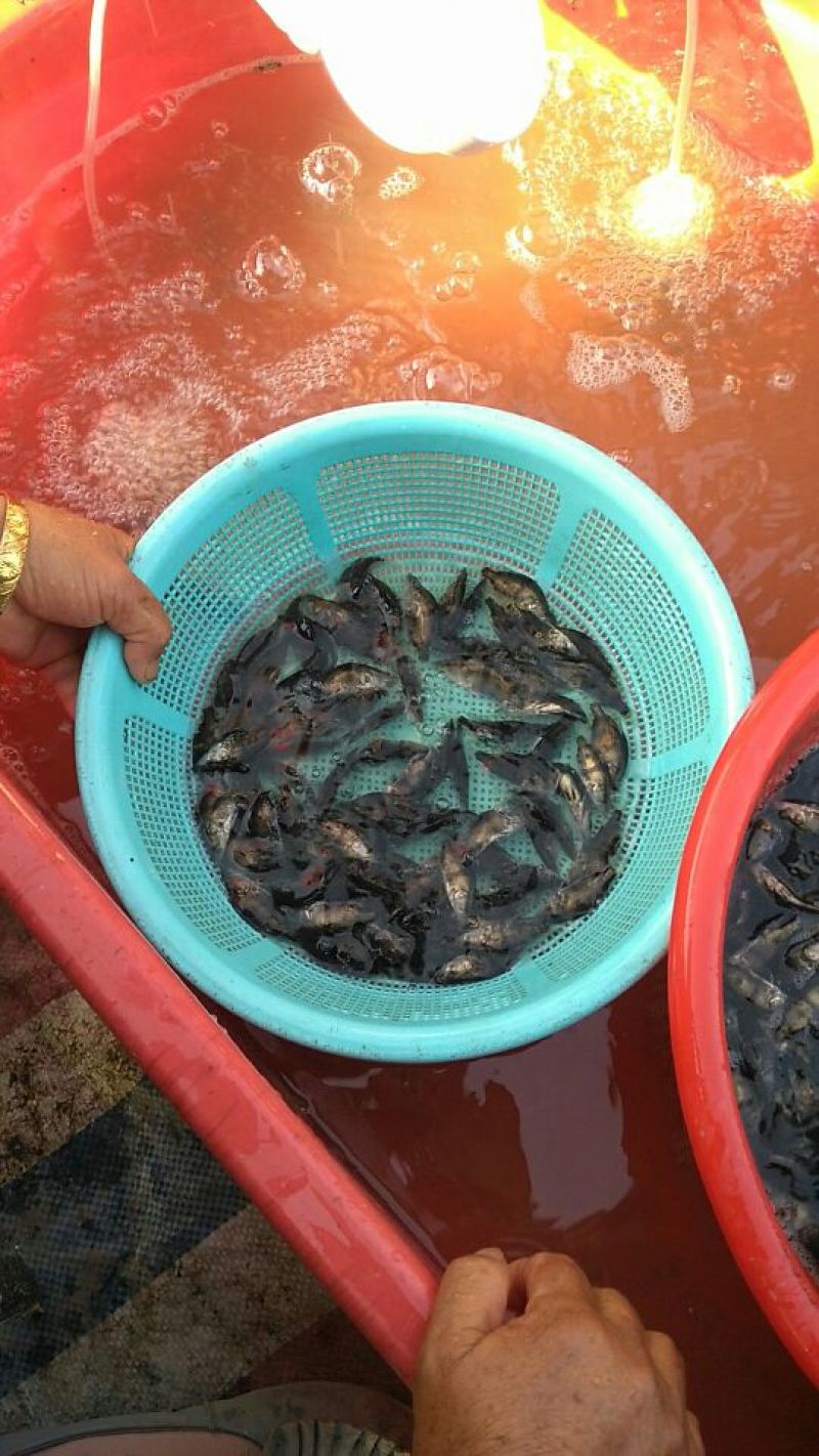 鳜鱼10~20cm鱼苗活鱼