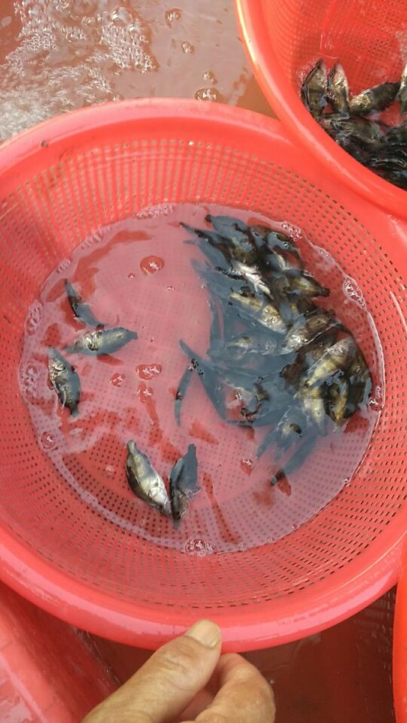 鳜鱼10~20cm鱼苗活鱼