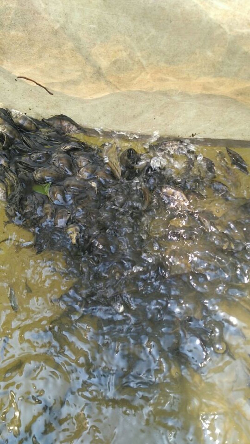 鳜鱼10~20cm鱼苗活鱼