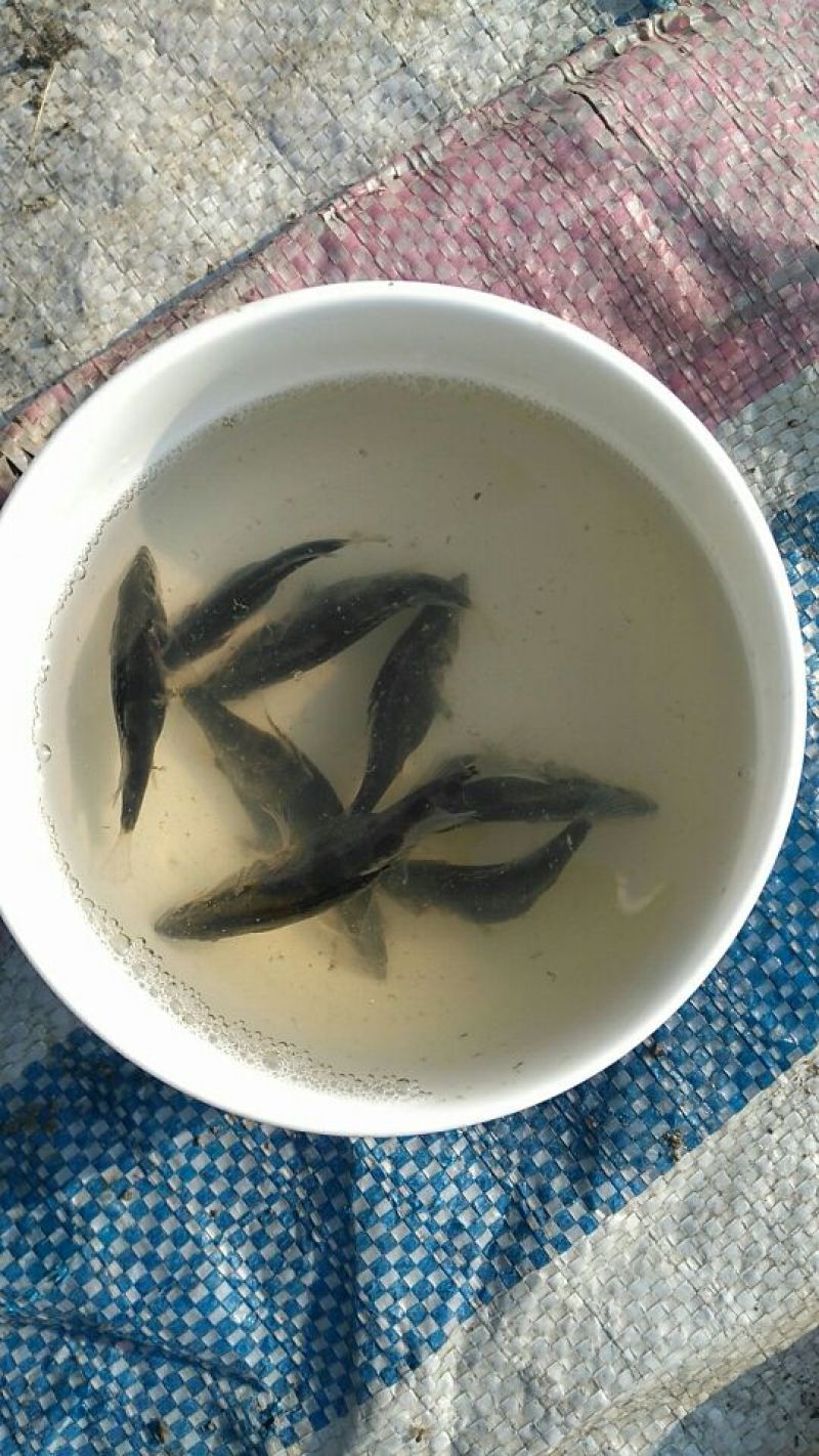 鳜鱼10~20cm鱼苗活鱼