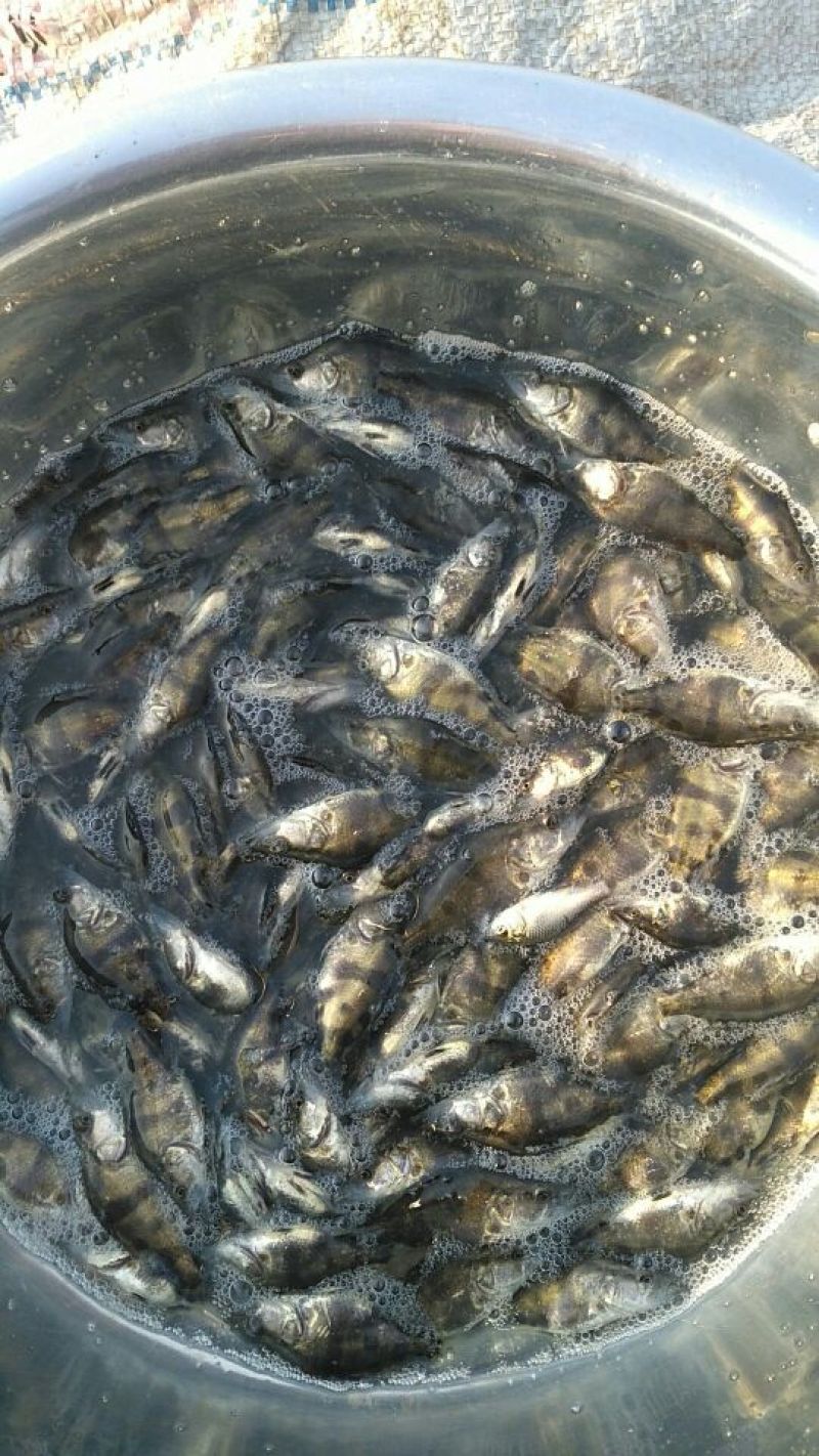 鳜鱼10~20cm鱼苗活鱼