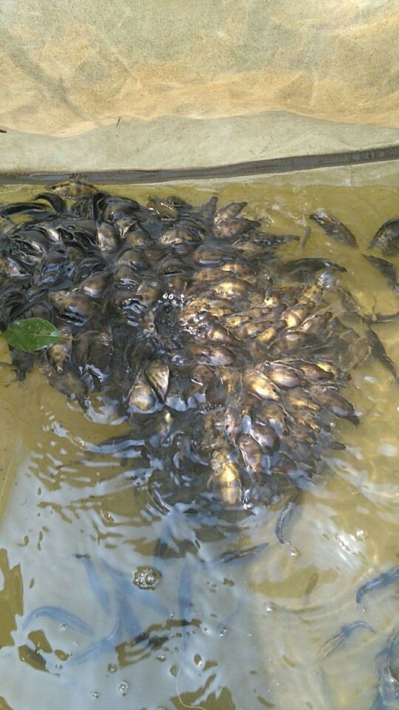 鳜鱼10~20cm鱼苗活鱼