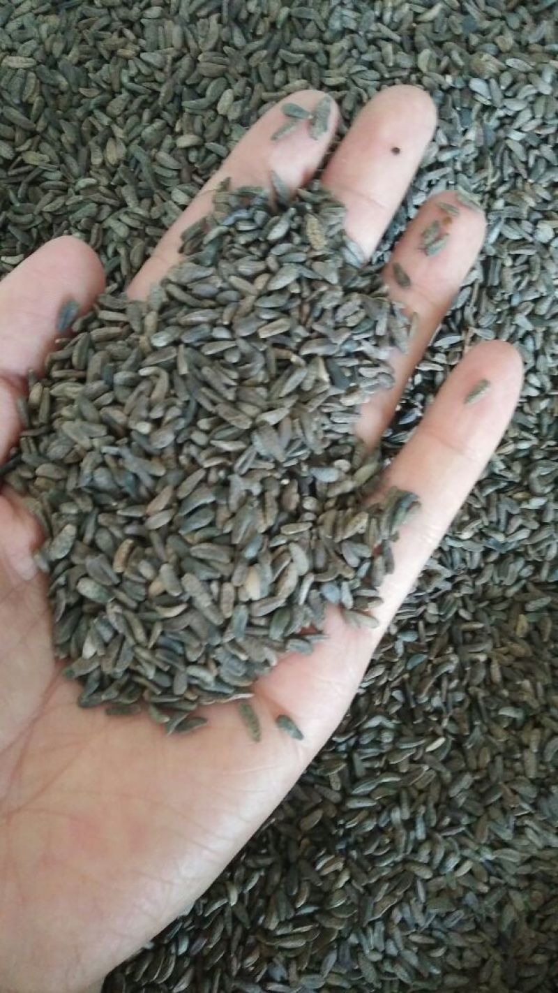 牛蒡净货牛蒡子籽药用不是种子大力籽子