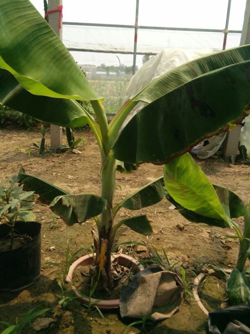 香蕉苗一级良种1~2年