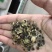 蜀葵花种子货源充足诚信经营品质保证出芽率高欢迎下单