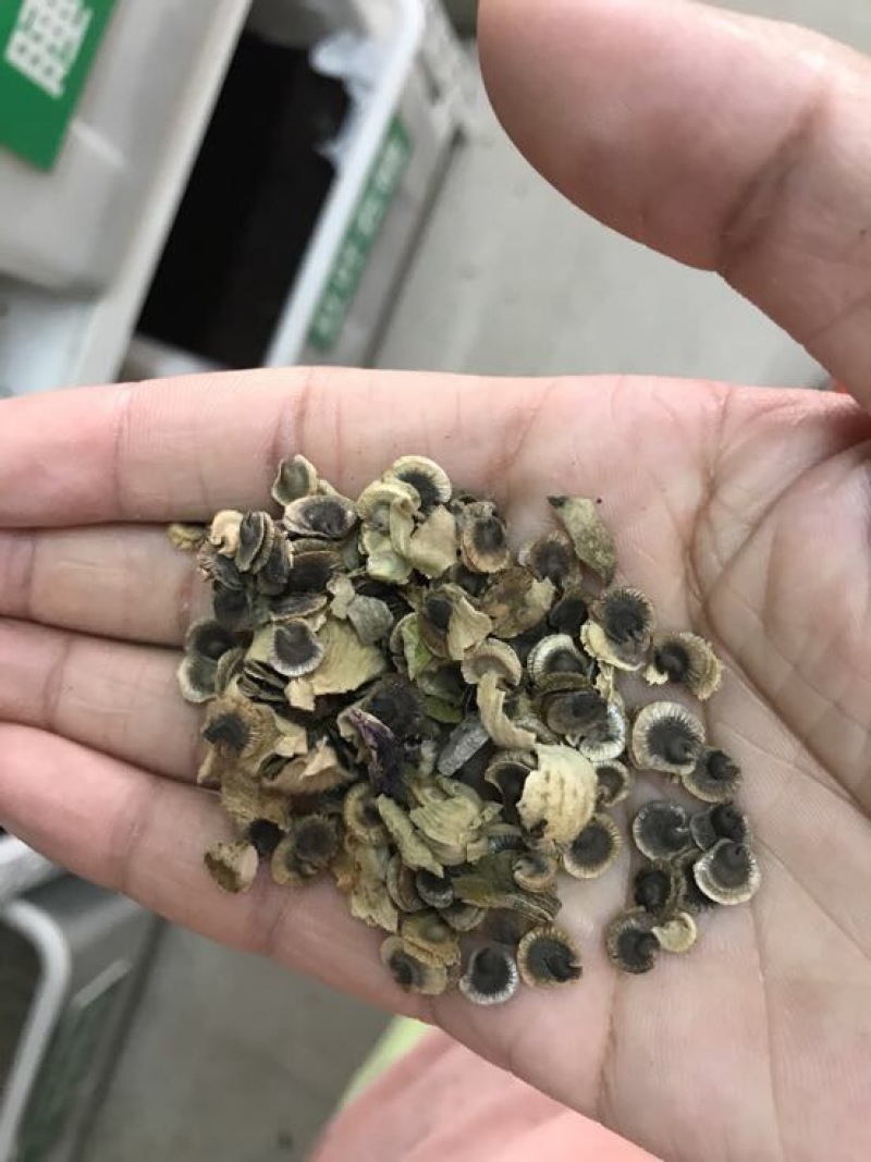 蜀葵花种子货源充足诚信经营品质保证出芽率高欢迎下单